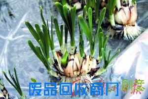 DIY水仙盆景吉祥水仙花(组图)