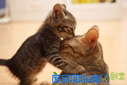 高僧语录：圣严法师揭示幸福人生的十字秘诀