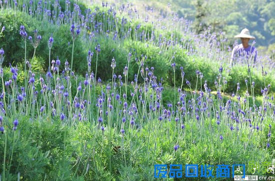 台中新社推观光休闲产业 抢陆客自由行“先机”