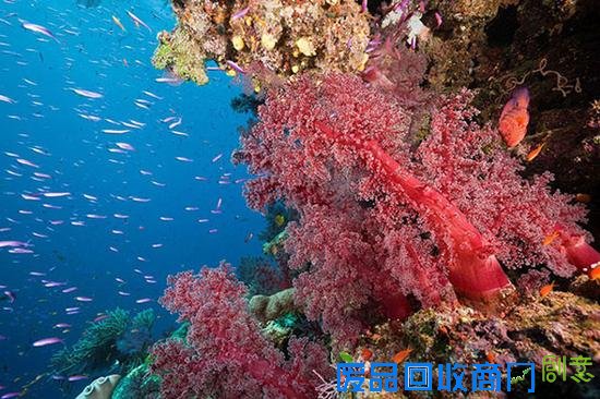 聚吉纳祥中国红：红珊瑚的鉴赏及收藏