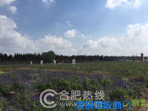 合肥包河大圩第一届文化民俗中秋灯会创意来袭