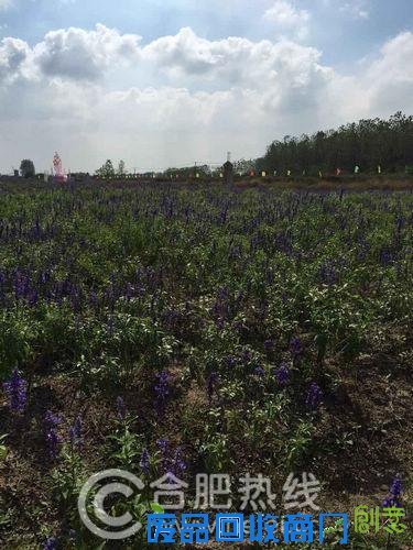 合肥包河大圩第一届文化民俗中秋灯会创意来袭