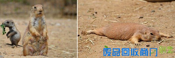 广西现37斤巨蟒吃饱后&ldquo;休息&rdquo;被抓 盘点动物界吃货令人捧腹囧事