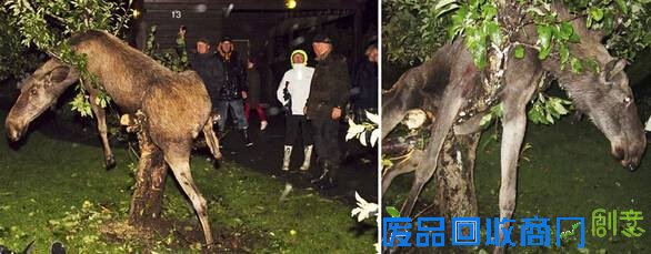 广西现37斤巨蟒吃饱后&ldquo;休息&rdquo;被抓 盘点动物界吃货令人捧腹囧事