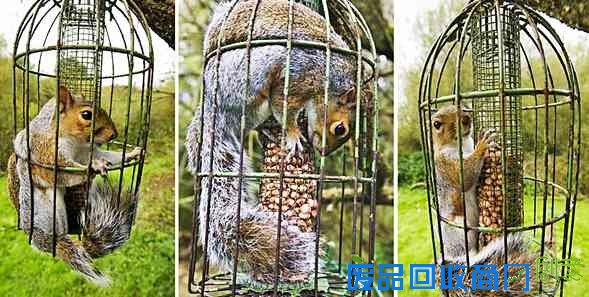 广西现37斤巨蟒吃饱后&ldquo;休息&rdquo;被抓 盘点动物界吃货令人捧腹囧事