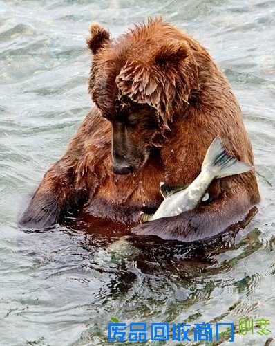 广西现37斤巨蟒吃饱后“休息”被抓 盘点动物界吃货令人捧腹囧事