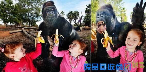 广西现37斤巨蟒吃饱后“休息”被抓 盘点动物界吃货令人捧腹囧事