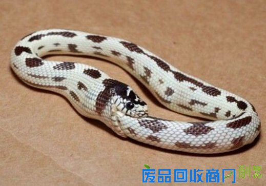 广西现37斤巨蟒吃饱后“休息”被抓 盘点动物界吃货令人捧腹囧事