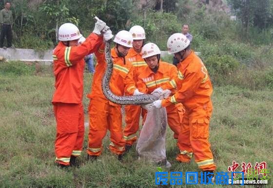 广西现37斤巨蟒