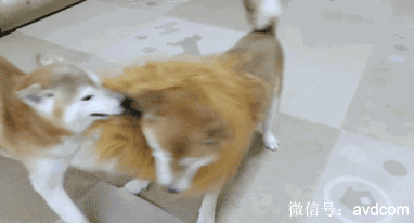 搞笑GIF图片：一直都在用绳命在搞怪