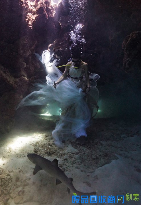 唯美！加摄影师水下拍摄美女与鲨鱼和谐共舞(图)（11）