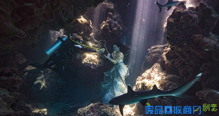 唯美！加摄影师水下拍摄美女与鲨鱼和谐共舞(图)（11）