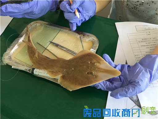 《海洋世界》：东山二中有座海洋生物标本馆