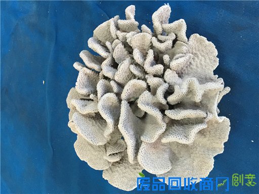 《海洋世界》：东山二中有座海洋生物标本馆