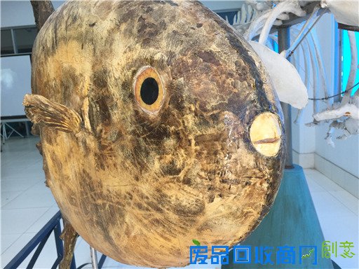 《海洋世界》：东山二中有座海洋生物标本馆