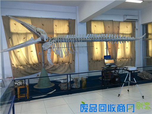 《海洋世界》：东山二中有座海洋生物标本馆