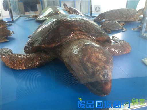 《海洋世界》：东山二中有座海洋生物标本馆