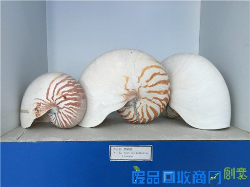 《海洋世界》：东山二中有座海洋生物标本馆