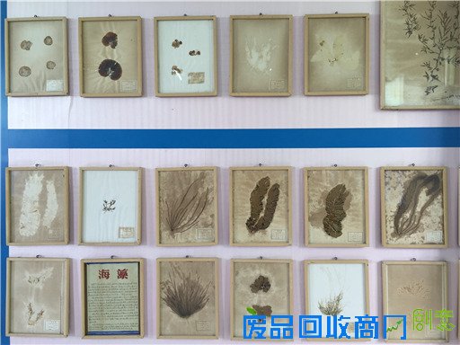 《海洋世界》：东山二中有座海洋生物标本馆