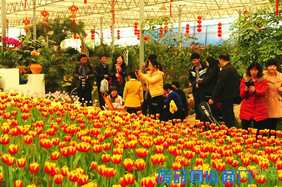 郁金香花海迎新春