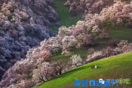去丽江旅拍婚纱照或旅行写真，几月份的景色最美？什么季节最漂亮？15
