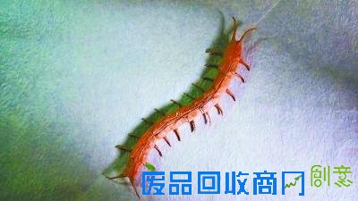 大学女生创作动物折纸太逼真网友：被吓到（图）