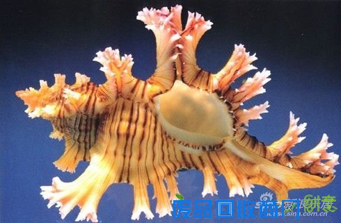 三亚亚龙湾贝壳馆出贝壳300多种