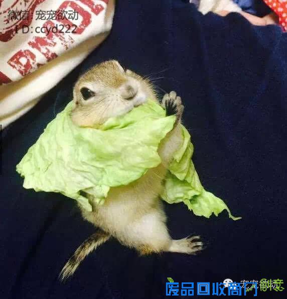 这只土拨鼠为了随时吃到高丽菜，做了一个超搞笑的动作