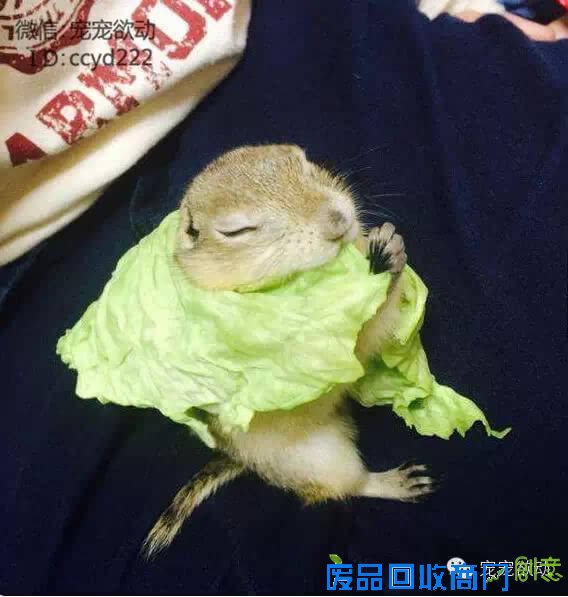 这只土拨鼠为了随时吃到高丽菜,做了一个超搞笑的动作