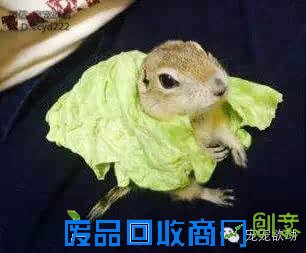 这只土拨鼠为了随时吃到高丽菜,做了一个超搞笑的动作