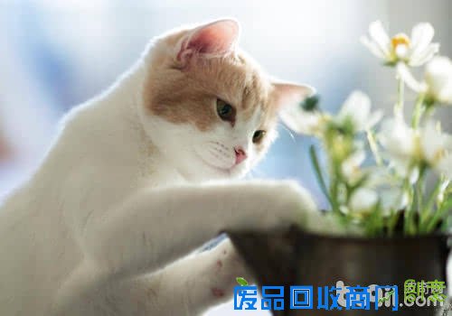 【攻略】DIY猫帐篷