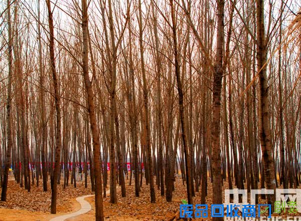 天津北辰区启动2016年回老家过大年春节旅游活动