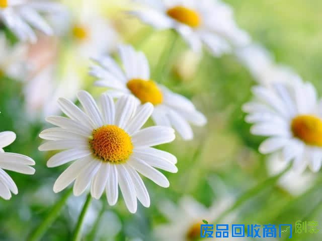 成长心语：青春，是与岁月的一场初恋