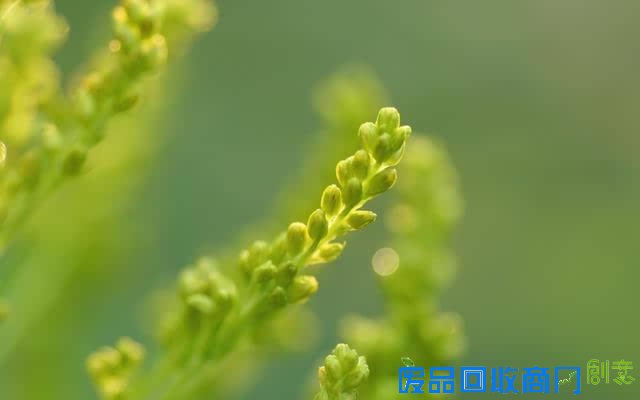 成长心语：青春，是与岁月的一场初恋