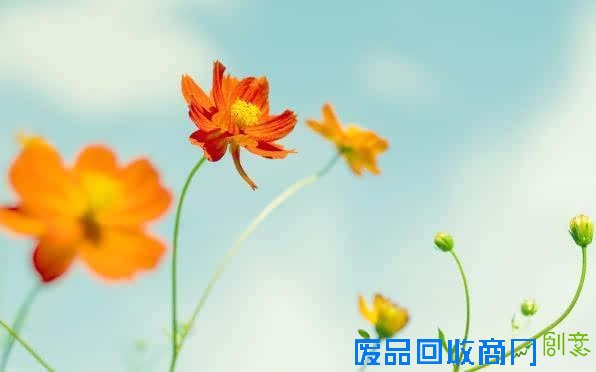 成长心语：青春，是与岁月的一场初恋