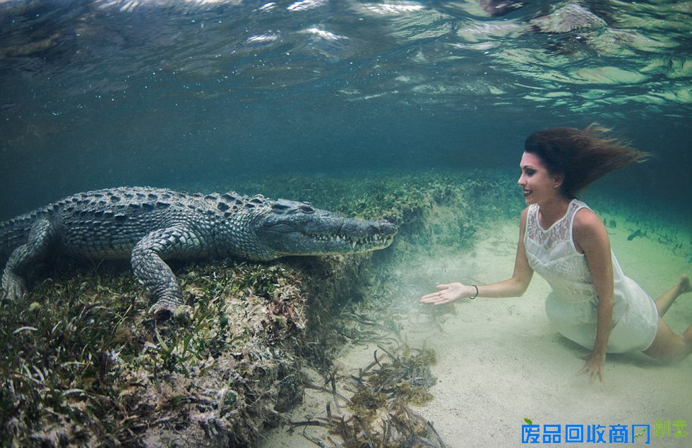 意美女模特与鳄鱼水下同游经历“死亡对视”