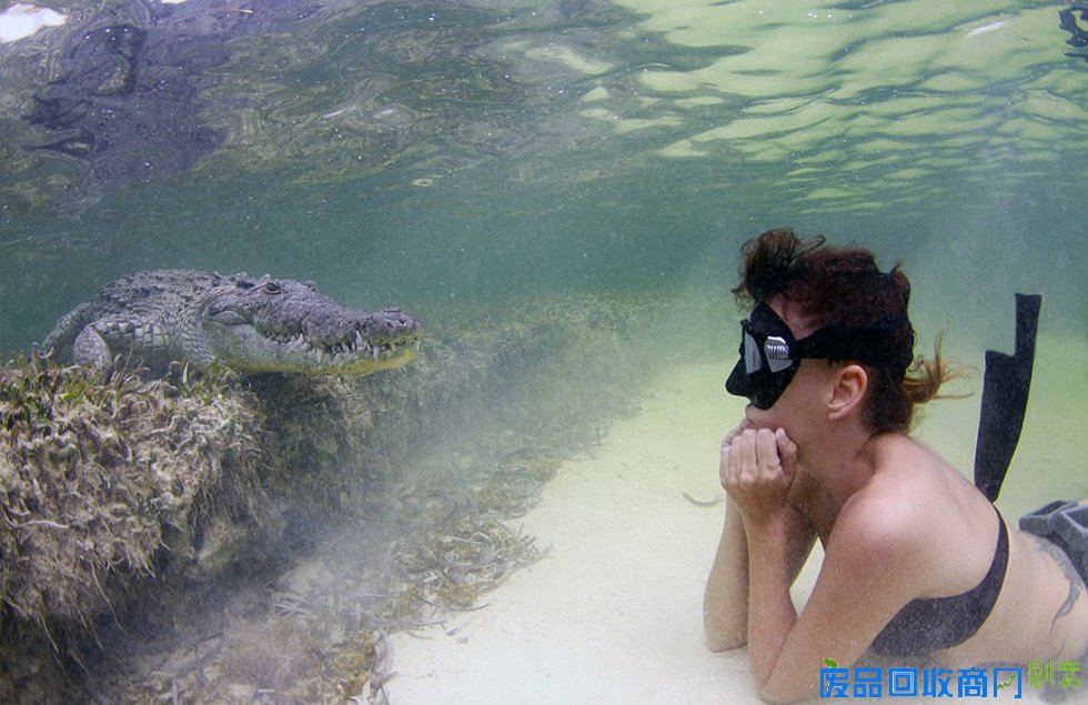 意美女模特与鳄鱼水下同游经历“死亡对视”
