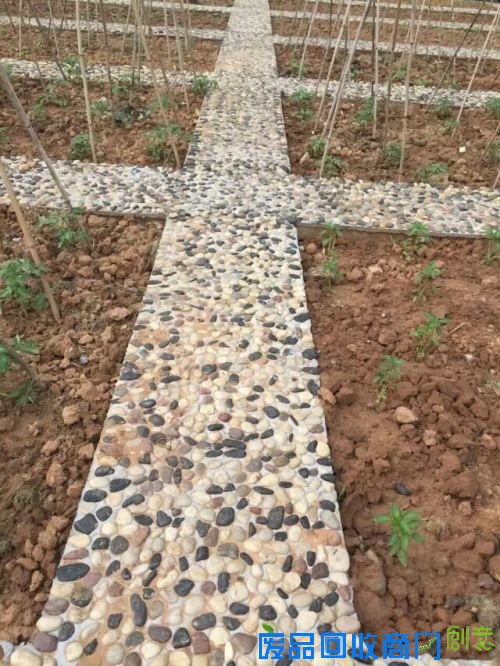 新外滩,“蔬”香生活;都市农夫有点甜