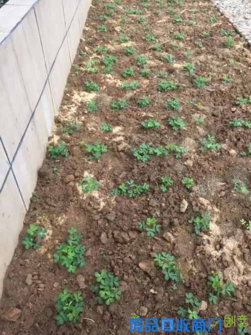 新外滩,“蔬”香生活;都市农夫有点甜