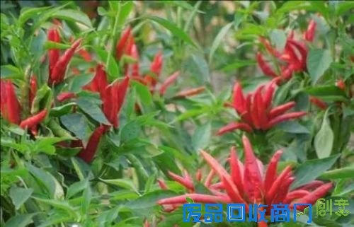 新外滩,“蔬”香生活;都市农夫有点甜