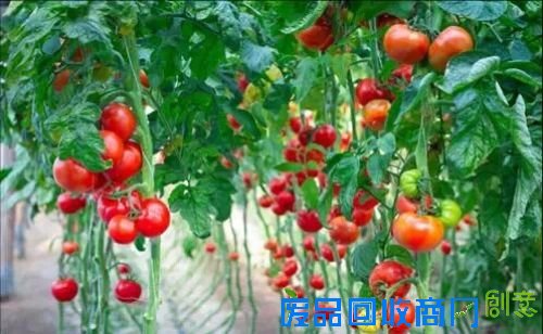 新外滩,“蔬”香生活;都市农夫有点甜