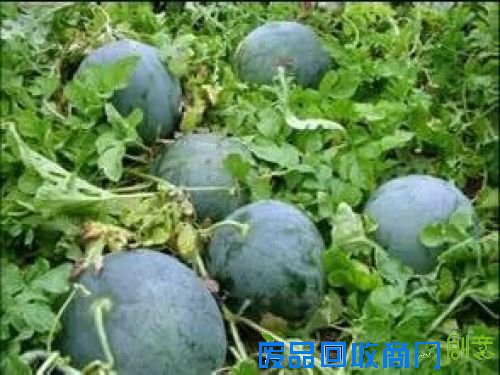 新外滩,“蔬”香生活;都市农夫有点甜