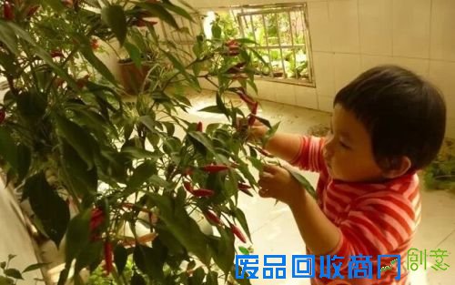 新外滩,“蔬”香生活;都市农夫有点甜