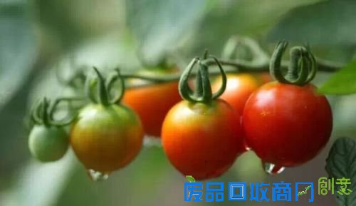 新外滩,“蔬”香生活;都市农夫有点甜