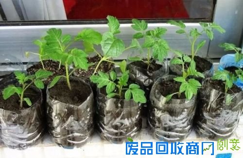 新外滩,“蔬”香生活;都市农夫有点甜