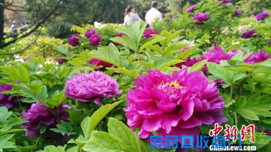 巨型牡丹花篮“盛放”洛阳 1999朵手工陶瓷花组成