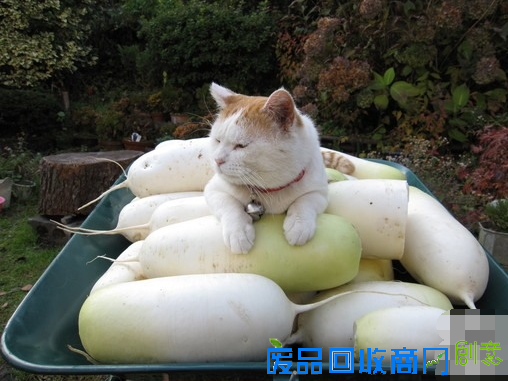 【小万呱蛋】流氓有文化真可怕