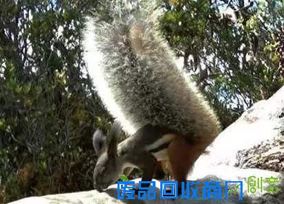 小松鼠能杀死一头鹿？我已经彻底凌乱了