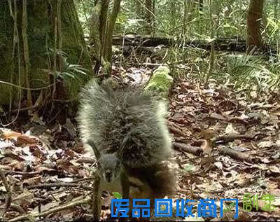 小松鼠能杀死一头鹿？我已经彻底凌乱了