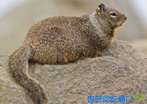 小松鼠能杀死一头鹿？我已经彻底凌乱了